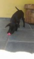 /album/caes-para-doacao/a17523029-1760015907345515-4491246692242745326-n-jpg/