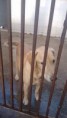 /album/caes-para-doacao/a17888560-1319857794774402-2018647410-n-jpg/