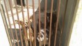 /album/caes-para-doacao/a17902944-1319856441441204-1570523987-o-jpg/