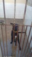 /album/caes-para-doacao/a17918242-1319857504774431-672662590-n-jpg/